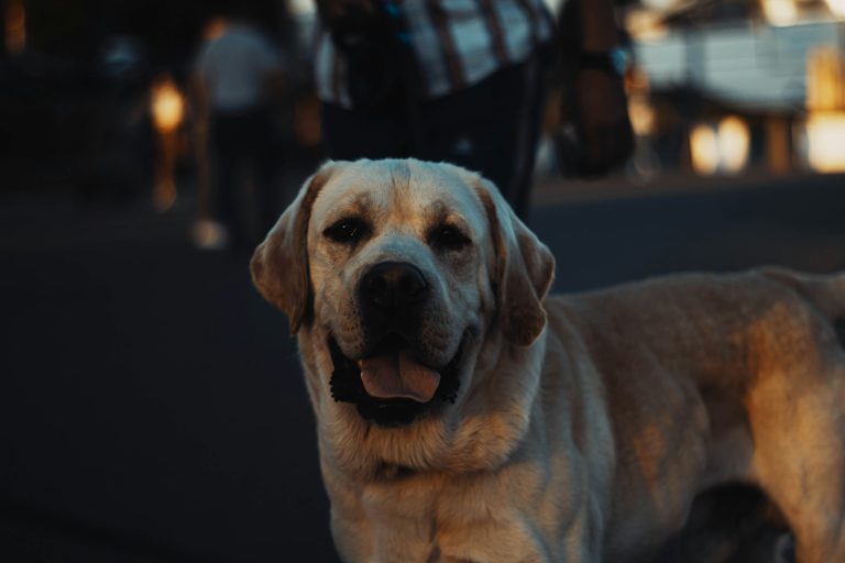 My Dog Is Getting Old and Hard of Hearing: How to Handle Age-Related Hearing Loss in Dogs