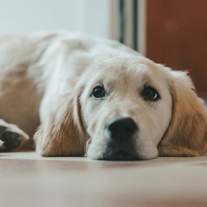7 Abnormal Dog Behaviors That Are Actually a Cry for Help – 90% of Owners Mistake Them for Affection