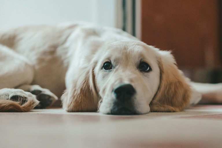 7 Abnormal Dog Behaviors That Are Actually a Cry for Help – 90% of Owners Mistake Them for Affection