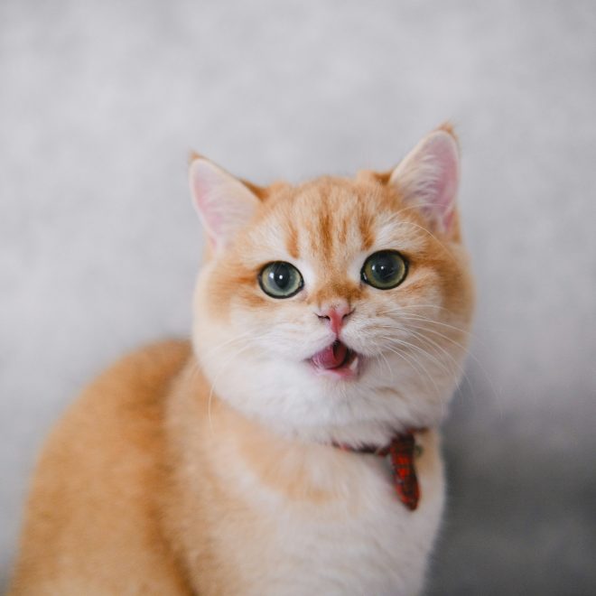 Why Cats Are Said to “Cure All Diseases”: After Reading These Scientific Facts, You’ll Know It’s Not Just a Myth