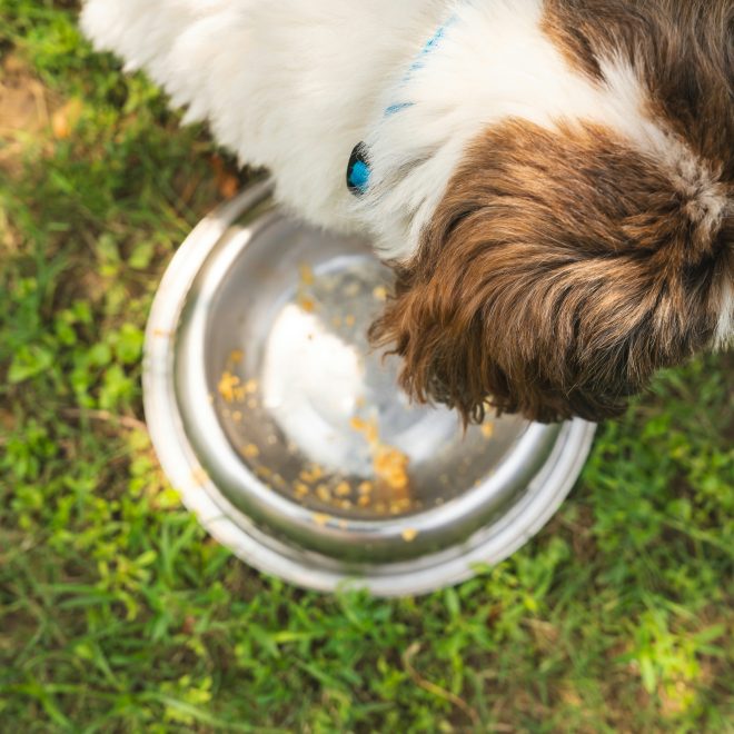Turns Out Dogs “Carry” Food Out of Their Bowl—It’s Not Just Picky Eating, There Could Be Other Reasons