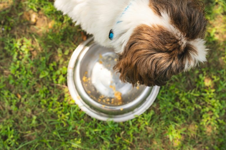 Turns Out Dogs “Carry” Food Out of Their Bowl—It’s Not Just Picky Eating, There Could Be Other Reasons
