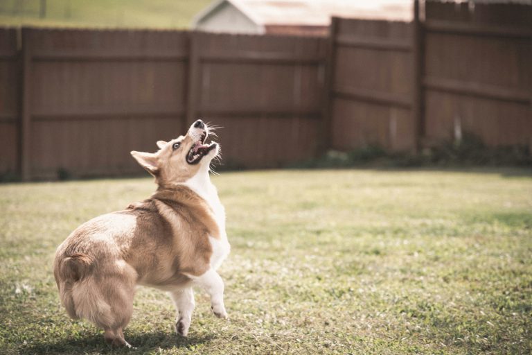 Can Dogs See the Supernatural? Why Do They Suddenly Bark at Empty Air?