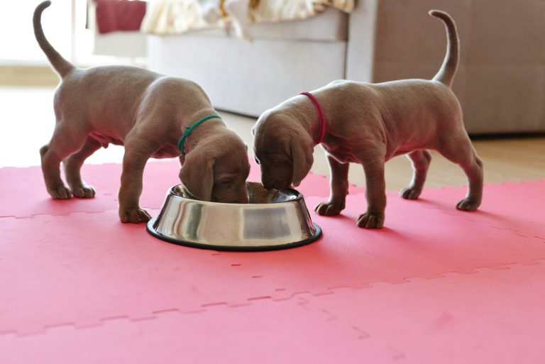 How to Tell If Your Dog Is Full: 6 Key Signs to Watch For