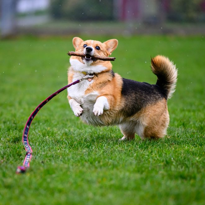 What Your Dog Craves Throughout Its Life—Are You Meeting Those Needs?