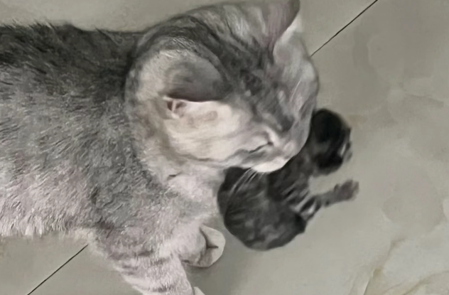 After Raising Cats for a While, You’ll Realize When a Mother Cat Brings You Her Kittens, It’s Not About Trust