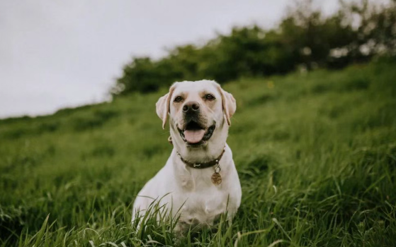 4 Tips to Train Your Dog Not to Bark Excessively