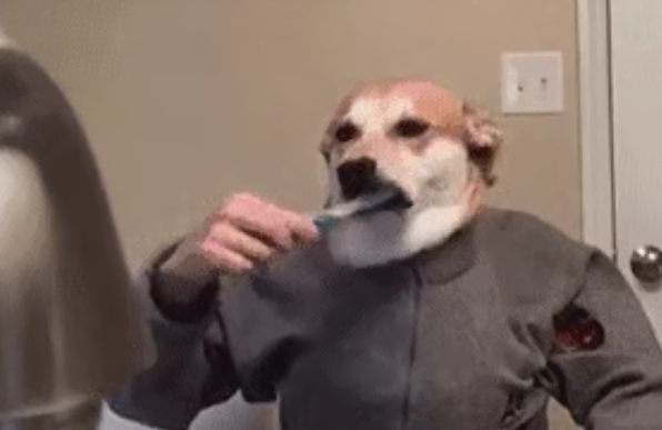 How Important Is Brushing Your Dog’s Teeth?