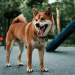 Why Do Dogs Love Chasing Their Own Tails? Here’s What They’re Really Trying to Tell You