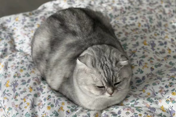 Why Do Cats Love “Tucking Your Hand”? Here’s What It Really Means