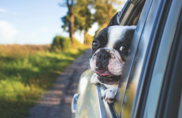 Why Do Dogs Love Sticking Their Heads Out of Car Windows? You Think It’s for the View, But Actually It’s…