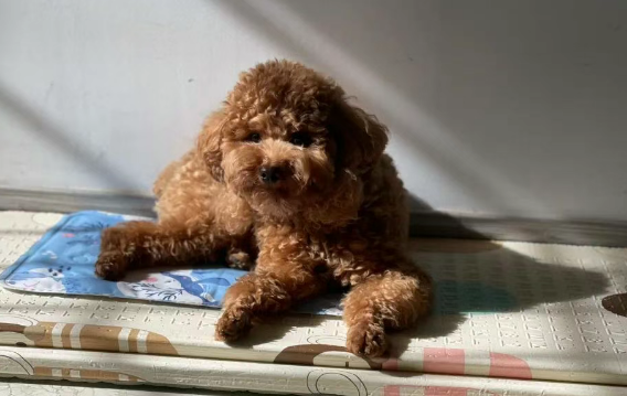 How to Tell If Your Dog Is Full: Just Watch These Simple Signs