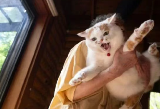 Why Does Your Cat Cling to You Every Day but Never Lets You Hold It? Here’s Why!