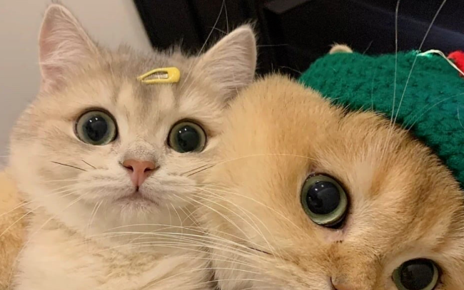 Surprisingly, Your Cat’s Fur Color May Reveal Its Personality—Does It Match Your Kitty?