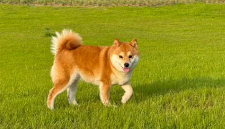 Don’t Call Your Dog Back During These Activities—It Could Hurt Their Feelings