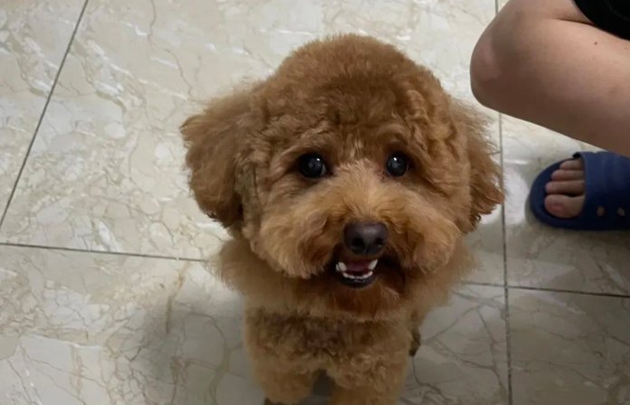 Why Does Your Dog Keep Whining? Do You Know What It’s Really Trying to Tell You?