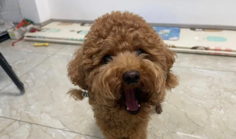 Why Does My Usually Calm Dog Suddenly Bark Furiously at Certain People?