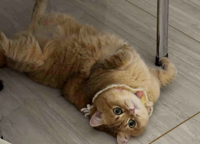 After Raising Cats for a Long Time, I Finally Realized: When a Cat Lies on Its Back with All Four Paws in the Air, It Doesn’t Mean They Want to Play With You