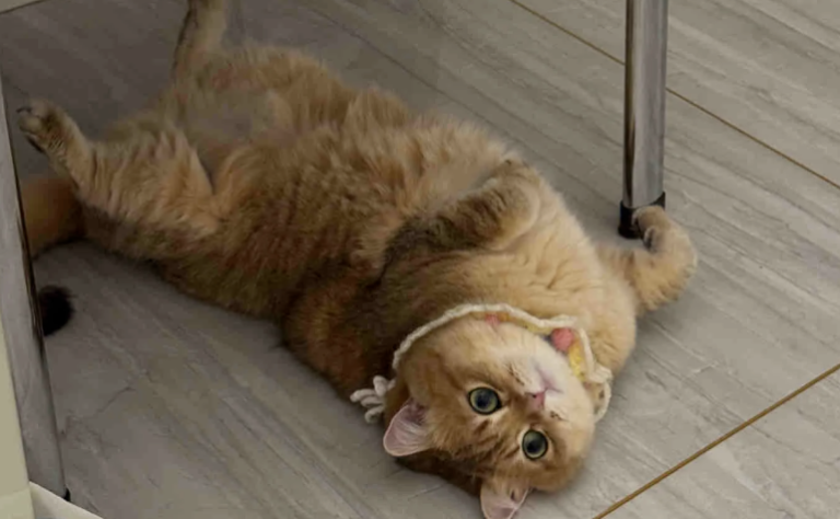After Raising Cats for a Long Time, I Finally Realized: When a Cat Lies on Its Back with All Four Paws in the Air, It Doesn’t Mean They Want to Play With You