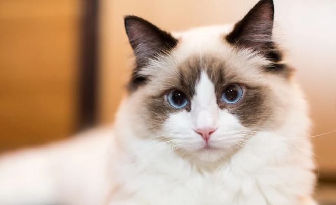 Did You Know? Cats Actually Have Their Own ‘MBTI’ Personality Types”