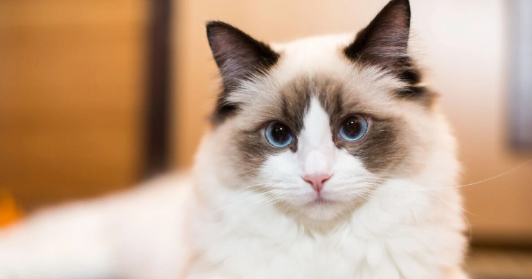 Did You Know? Cats Actually Have Their Own ‘MBTI’ Personality Types”