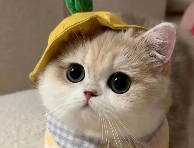 6 Feline Etiquette Secrets: Your Cat’s Daily “Royal Greetings” You Never Noticed!