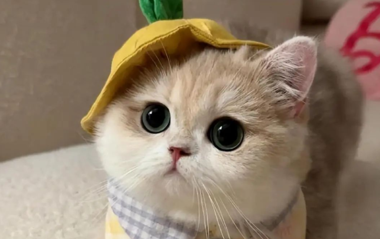 6 Feline Etiquette Secrets: Your Cat’s Daily “Royal Greetings” You Never Noticed!