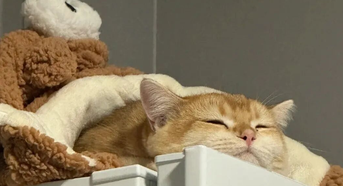 After Owning a Cat for a While, You’ll Realize Its Personality Shows in Where It Sleeps – Believe It, It’s Surprisingly Accurate!