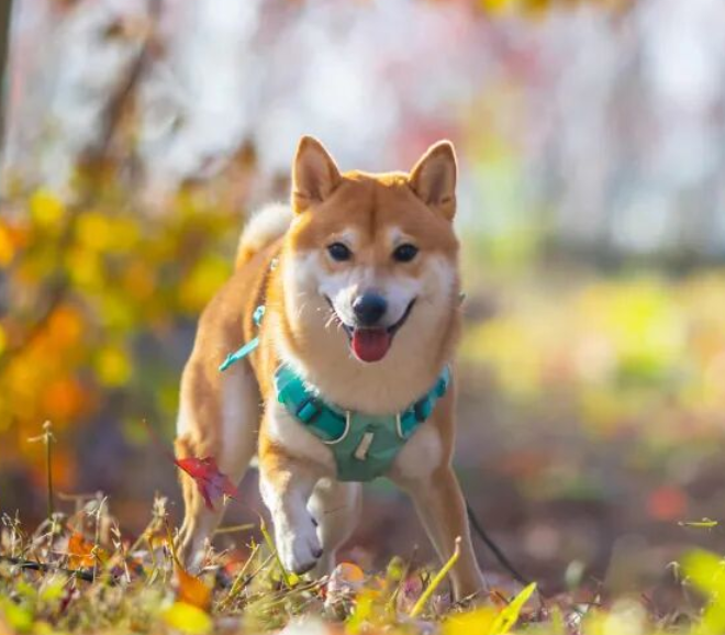 3 Clear Signs of a Dog Raised with Love—Spot Them Easily!