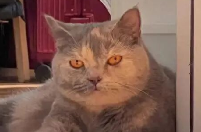 4 Cat Breeds That Never Truly Bond With Their Owners—Even If You Raise Them, They Stay Independent