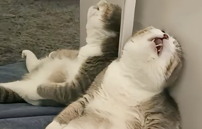 Cat Suddenly Loves Sleeping in These 3 Spots—A Possible Sign of Trouble Every Owner Should Watch For!