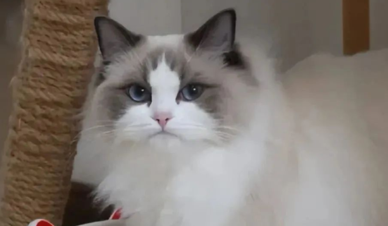 6 Ways Cats Say Goodbye Before They Pass Away—Many Owners Miss These Signs!