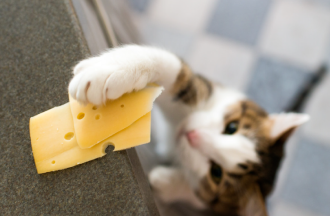 Why Does My Cat Always Knock the Water Cup Off the Table? Is Its Paw Just That Mischievous?