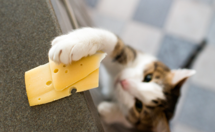 Why Does My Cat Always Knock the Water Cup Off the Table? Is Its Paw Just That Mischievous?