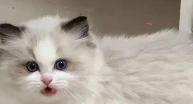 These 5 Things Are the Only Times Your Cat Will ‘Beg You’ in Its Lifetime! Each One Is Vital to Its Survival, Don’t Take It Lightly!