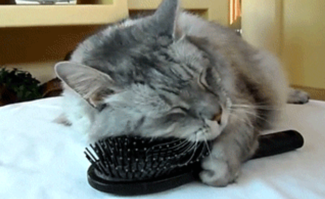 7 Habits That Keep Your Cat Healthy and Long-Lasting: Scientifically Proven and It’s Not Too Late to Start!