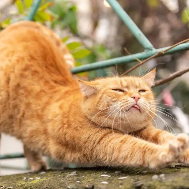 Why Does My Cat Stretch Every Time It Sees Me?