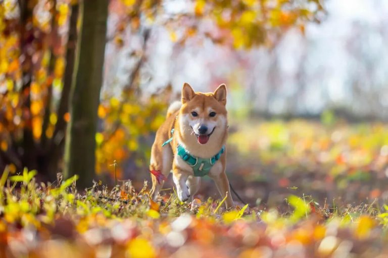 Dogs That Have Been Lovingly Raised Show 3 Clear Traits—And They’re Spot On!