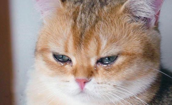 If Your Cat Shows These 7 Signs, It Means They Are “Crying” — Don’t Ignore Them!