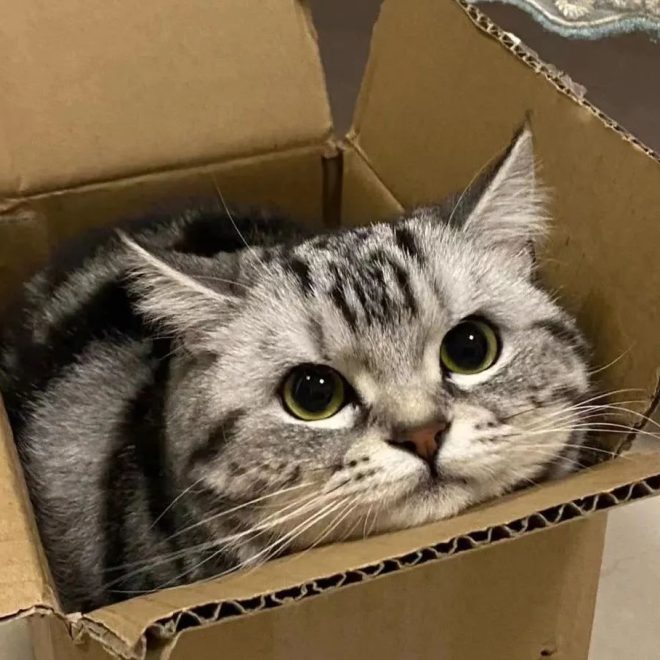 Is Your Cat Well-Cared-For? 5 Details That Reveal It at a Glance — You Can’t Hide Them!