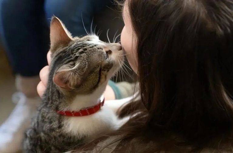 How Do Cats Tell the Difference Between Their Owner and Strangers? Turns Out They’re This Smart!