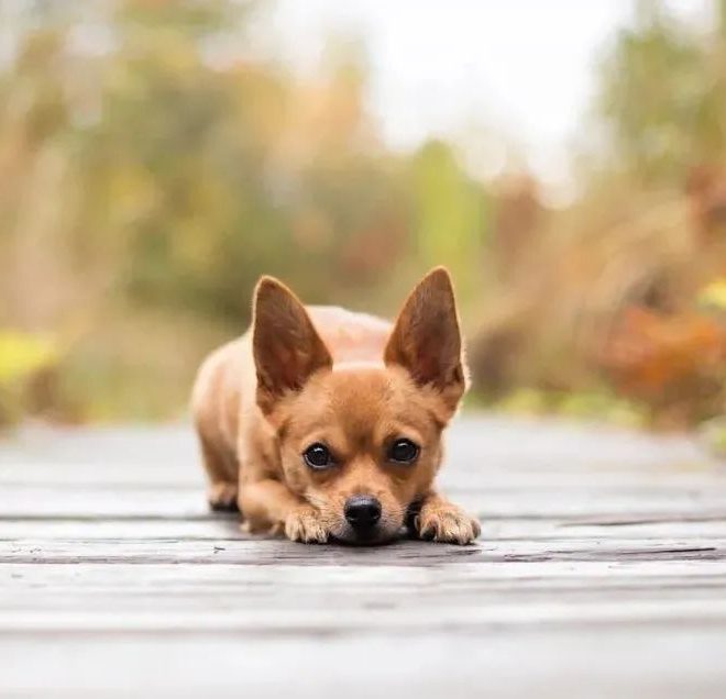 When a Dog Truly Sees You as Family, It Will Give You This—Just Two Words