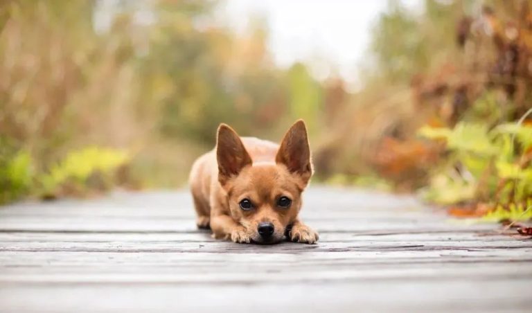When a Dog Truly Sees You as Family, It Will Give You This—Just Two Words