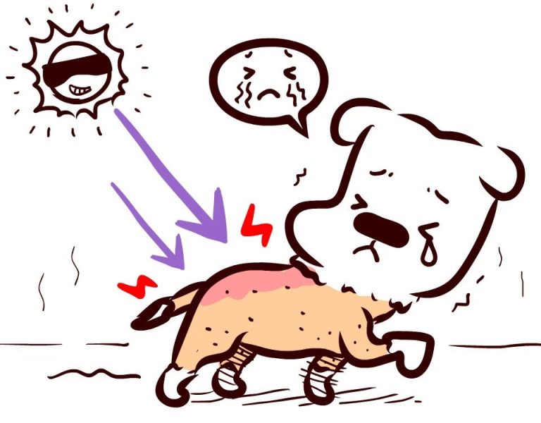 The Hot Season Is Coming: How to Keep Your Dog Cool Besides Using the Air Conditioner