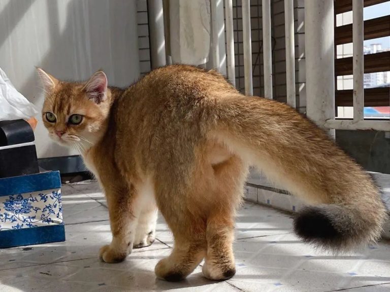 7 Traits of Long-Lived Cats: How Many Does Your Cat Have? Find Out How Long It Might Stay by Your Side!