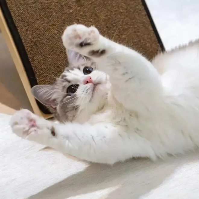 7 Behaviors Cats Secretly Hate the Most! Number 3 Is a Mistake Many Cat Owners Keep Making!