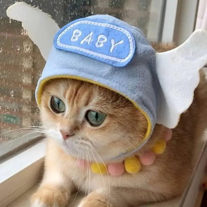 If Your Cat Has These 6 Traits, It’s a ‘Good Cat’ – Are You Raising It Right?