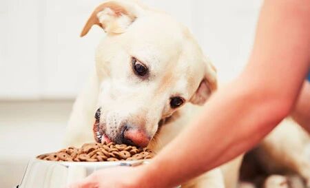 Can a Dog Eat Only One Meal a Day? Is It Harmful?