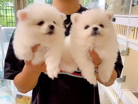 Will a Puppy Know When It Leaves Its Mother? What Will It Do Next?