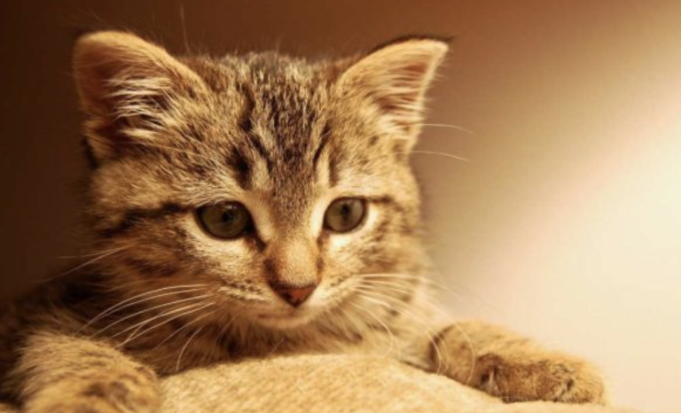 When a Cat Sees You as ‘Mom’: These Behaviors Reveal It—Don’t Miss Them!